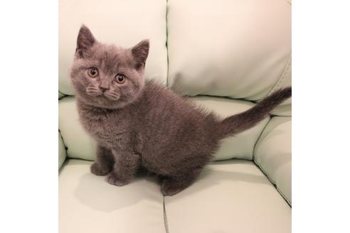 成約済の大阪府のスコティッシュフォールド-6024の1枚目